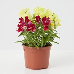 Plantas mediterráneas que atraen polinizadores en tu jardín