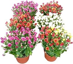 Descubre las plantas anuales más resistentes para exteriores