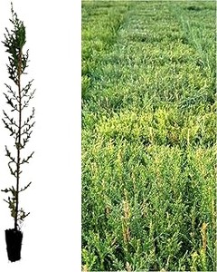 Arbustos ideales para crear setos informales en tu jardín