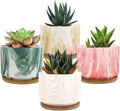 Comparativa de macetas ideales para cactus de interior y exterior