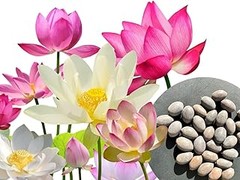 Cómo Cuidar y Mantener Plantas de Flor Roja en Exterior