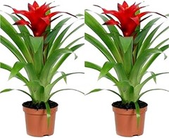 Consejos de Mantenimiento para Packs de Plantas de Interior