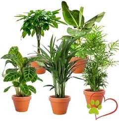 Cómo cuidar tus plantas de interior según la estación del año