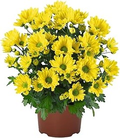 ¿Cuándo es el mejor momento para plantar flores amarillas?