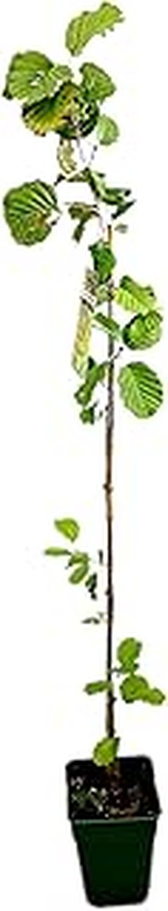 Los mejores árboles de hoja caduca para jardines pequeños