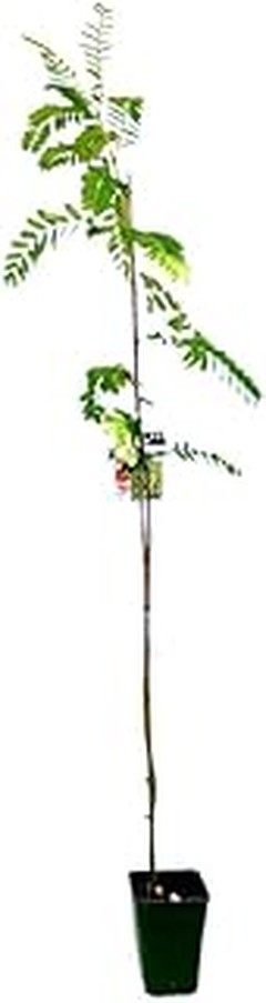 Árboles de sombra recomendados para climas cálidos
