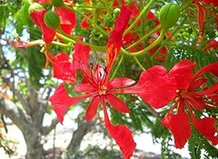 Árboles y arbustos para jardín