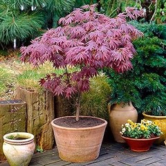 Mejores árboles pequeños ideales para jardines con sombra parcial