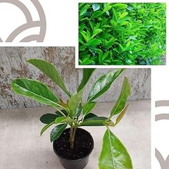 Los mejores arbustos para setos formales en climas mediterráneos