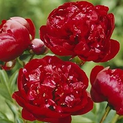 Bulbos de flores de verano ideales para jardines pequeños