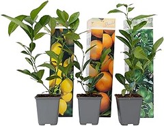 Los mejores cítricos ideales para balcones pequeños