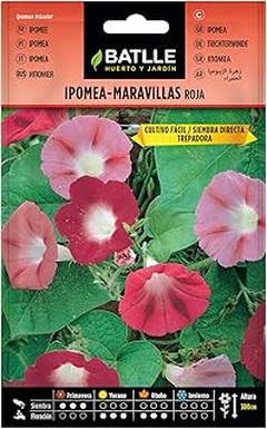 Las mejores enredaderas de crecimiento rápido para cubrir muros