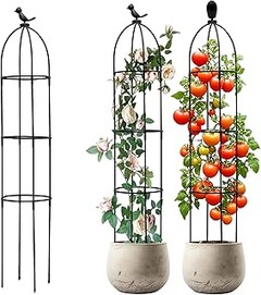 Las mejores enredaderas para jardines pequeños y su cuidado