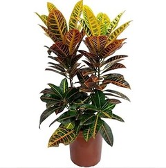 Recomendaciones de fertilizantes para plantas de interior grandes