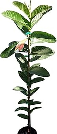 Frutales de crecimiento rápido ideales para jardines pequeños