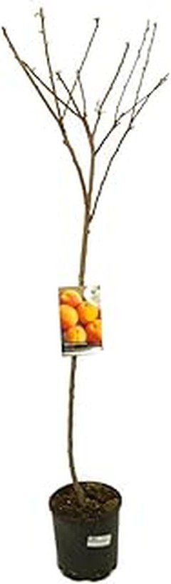 Descubre los mejores frutales de pepita para climas cálidos