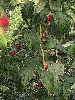 Herramientas indispensables para cultivar zarzamoras y frambuesas en tu jardín