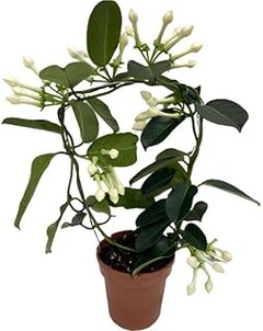 Comparativa de las mejores macetas para plantas aromáticas ornamentales