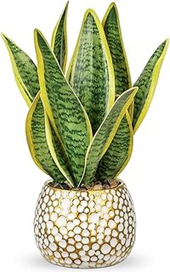 Las mejores macetas y soportes para tus plantas de interior