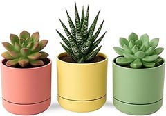 Ofertas y Precios de Macetas para Cactus que No Te Puedes Perder