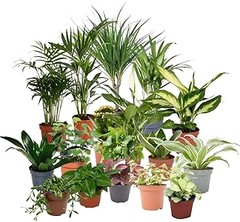 Comparativa de los mejores packs de plantas de interior para novatos