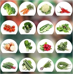 Descubre los mejores packs de plantones de hortalizas para empezar en jardinería