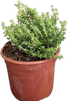 Descubre las mejores plantas aromáticas ornamentales para tu hogar