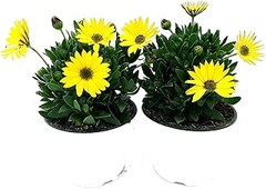 Las mejores plantas de flor amarilla para climas secos