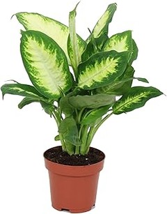 Descubre las mejores plantas de interior de hoja grande