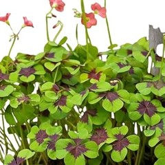 Plantas de interior ideales para espacios con poca luz