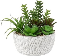 Las mejores plantas de interior para quienes sufren de alergias