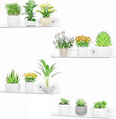 Mejores plantas de interior que prosperan en espacios con poca luz