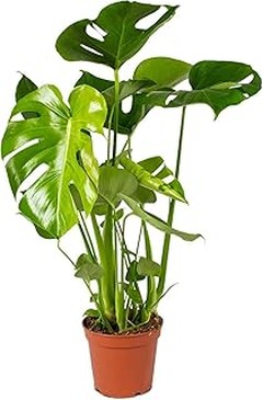 Plantas ideales para iluminar espacios oscuros