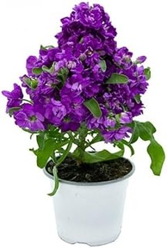 Comparativa de las mejores plantas para jardines de estilo inglés