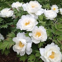 Comparativa de las mejores plantas para macizos de flor en climas cálidos