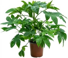 Las mejores plantas para mejorar la calidad del aire en casa