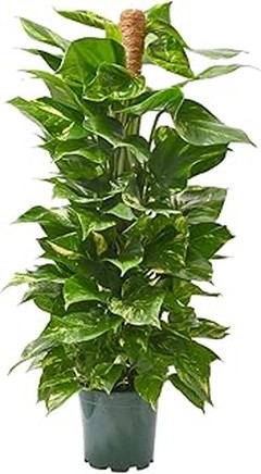 Plantas purificadoras de aire recomendadas para personas alérgicas