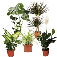 Las mejores plantas purificadoras del aire para espacios reducidos