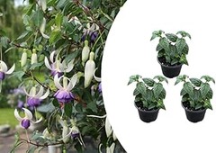 Plantas ideales para climas áridos: resistentes al sol fuerte