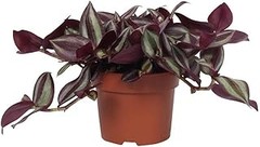 Comparativa de las mejores plantas tapizantes para climas cálidos