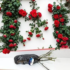 Descubre las mejores plantas trepadoras autoadherentes para tu jardín pequeño