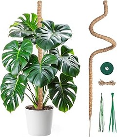 Plantas trepadoras resistentes ideales para principiantes en jardinería