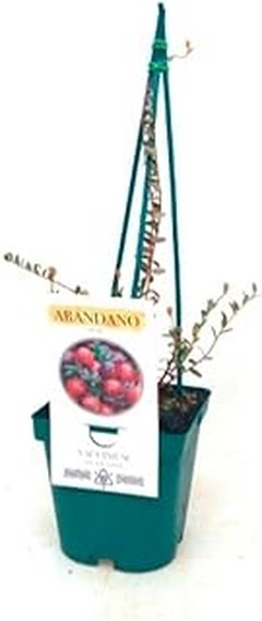 Técnicas efectivas para podar arbustos de arándano