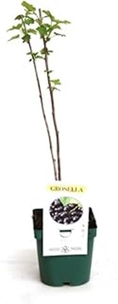 Descubre las mejores variedades de grosellas para tu hogar