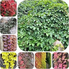 Desmitificando Mitos sobre Enredaderas Perfumadas