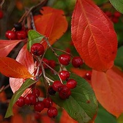 Opiniones y experiencias de usuarios sobre arbustos de arándano