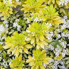 Descubre los períodos de floración de los arbustos perennes