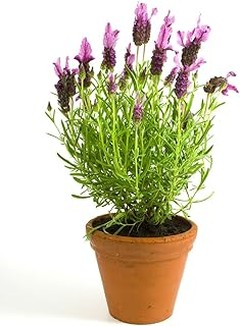 Las Mejores Plantas Aromáticas Ornamentales para Principiantes