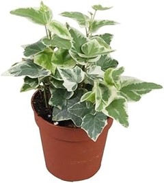 Descubre las Mejores Plantas Comestibles para Jardines Ingleses