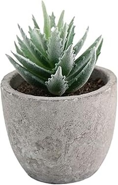 Las Mejores Plantas de Bajo Mantenimiento para Comenzar en Jardinería